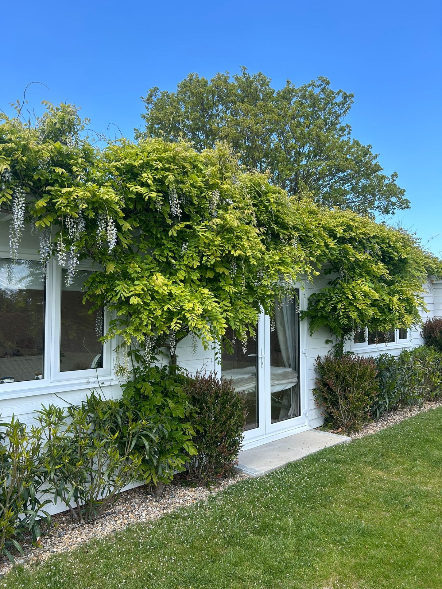 Studio exterior with wisteria